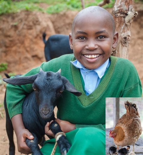 donate a chicken or goat|Donate a Goat and 2 Chickens .